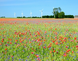 Grain Field with Wild Flowers and Wind Turbines by Stine Josephine Dige Larson